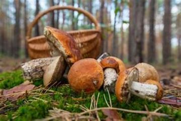 Consulenza gratuita sui funghi raccolti.